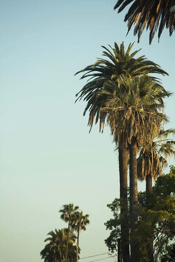 Palm Trees in West Hollywood